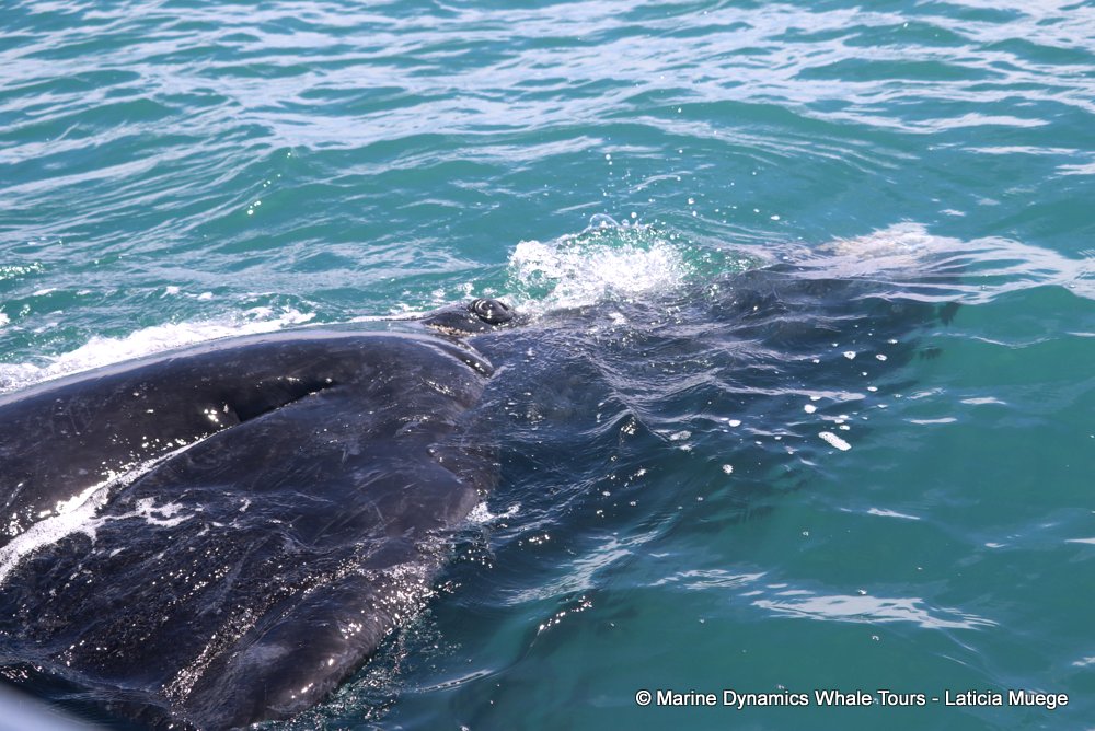 Southern right whale, whale watching, gansbaai, south africa,