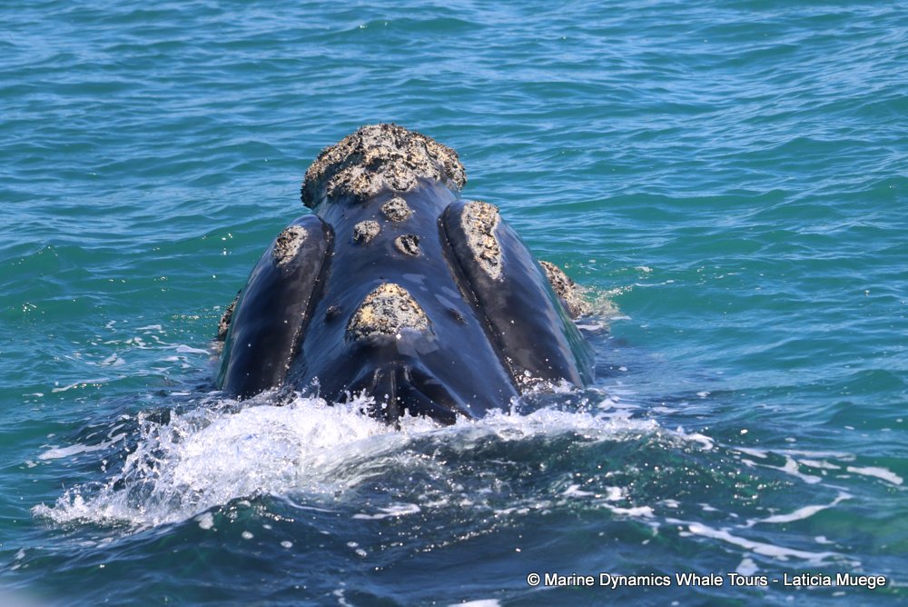 Southern right whale, whale watching, gansbaai, south africa,