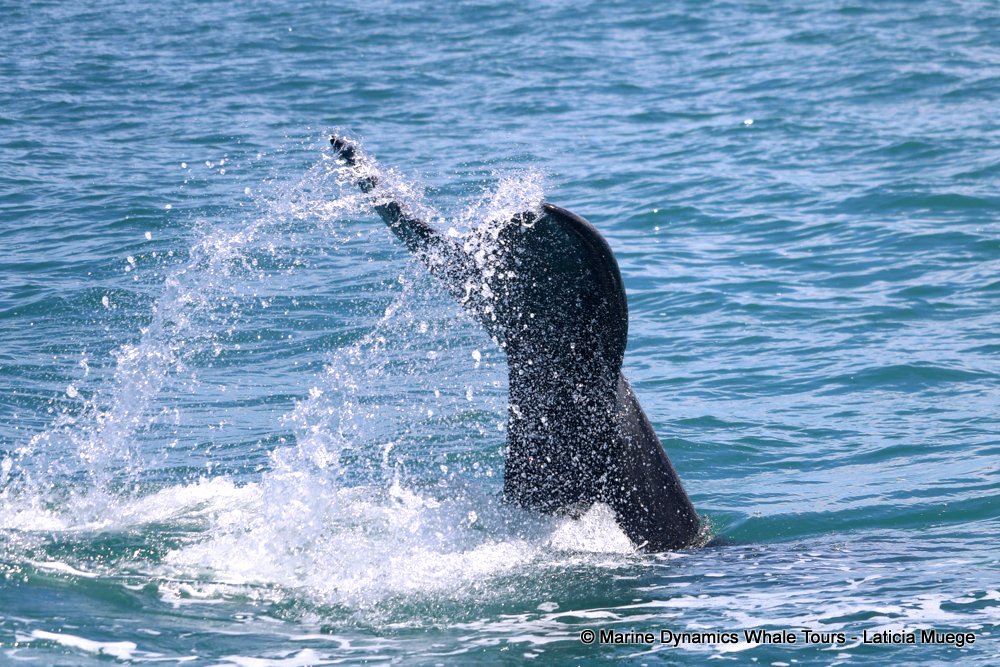 Southern right whale, whale watching, gansbaai, south africa,