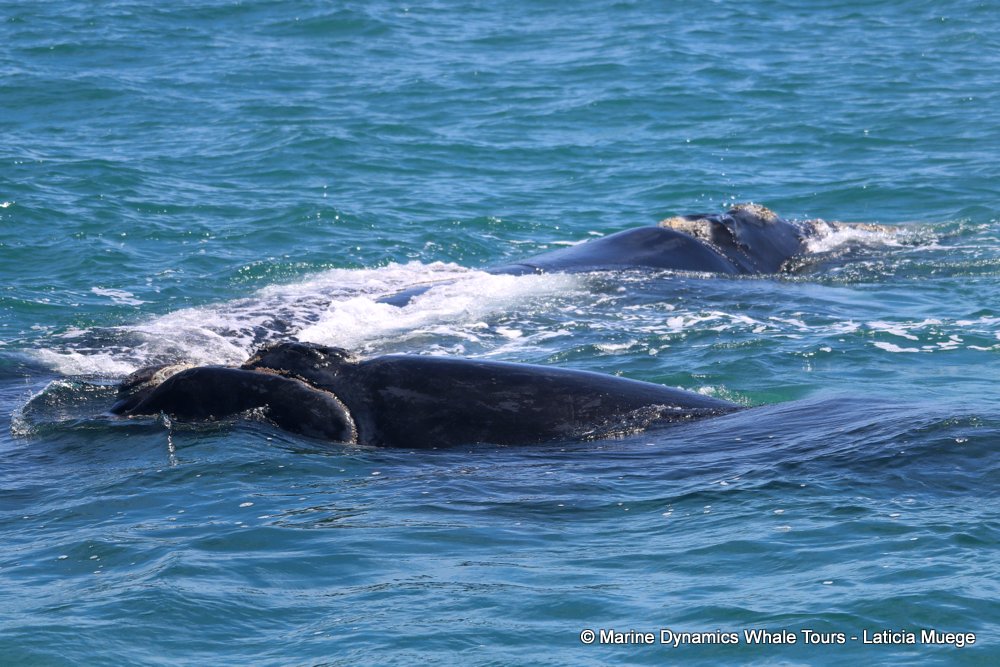 Southern right whale, whale watching, gansbaai, south africa,