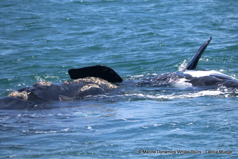 Southern right whale, whale watching, gansbaai, south africa,