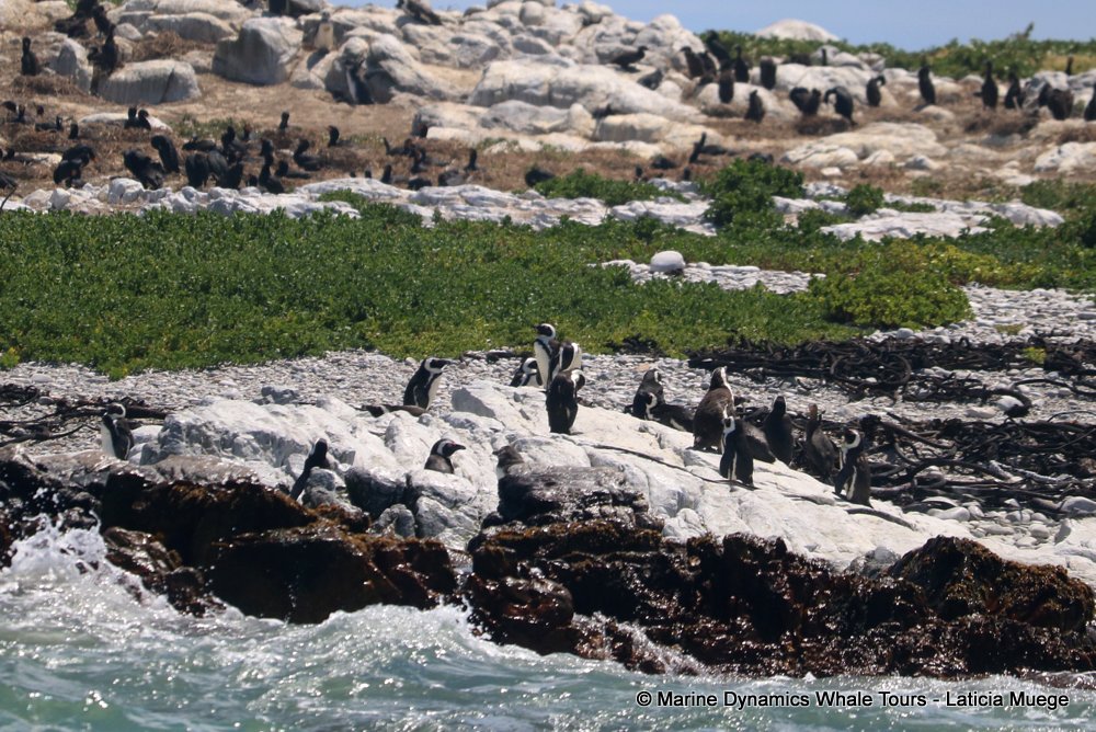 african penguin, whale watching, gansbaai, south africa