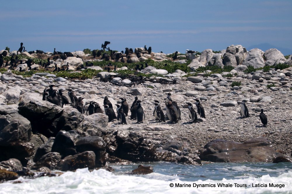 african penguin, whale watching, gansbaai, south africa