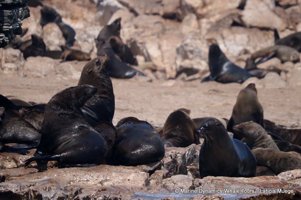 cape fur seal, whale watching, gansbaai, south africa