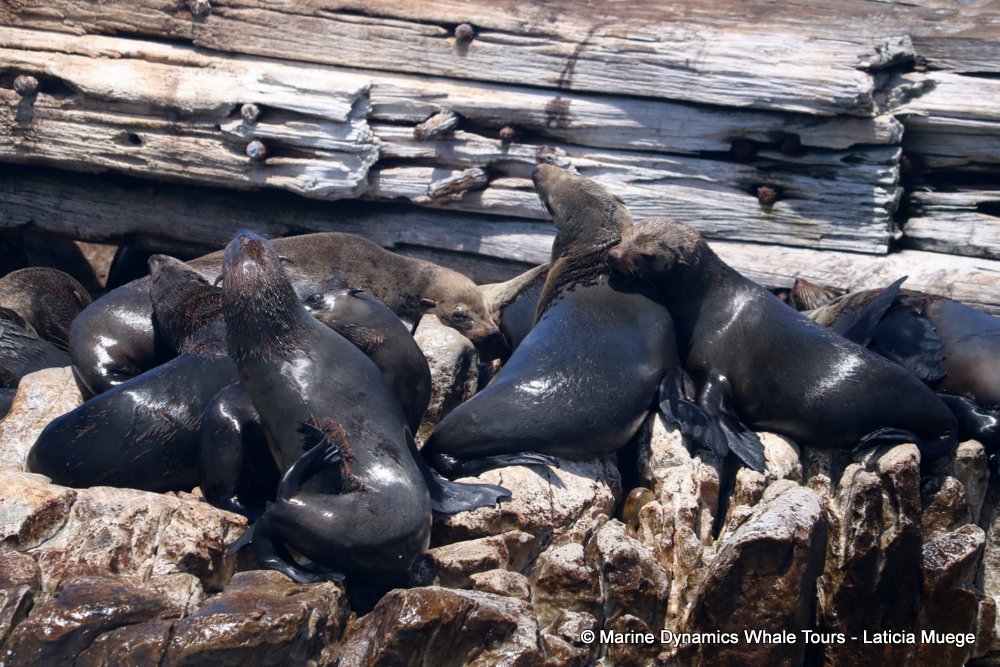 cape fur seal, whale watching, gansbaai, south africa