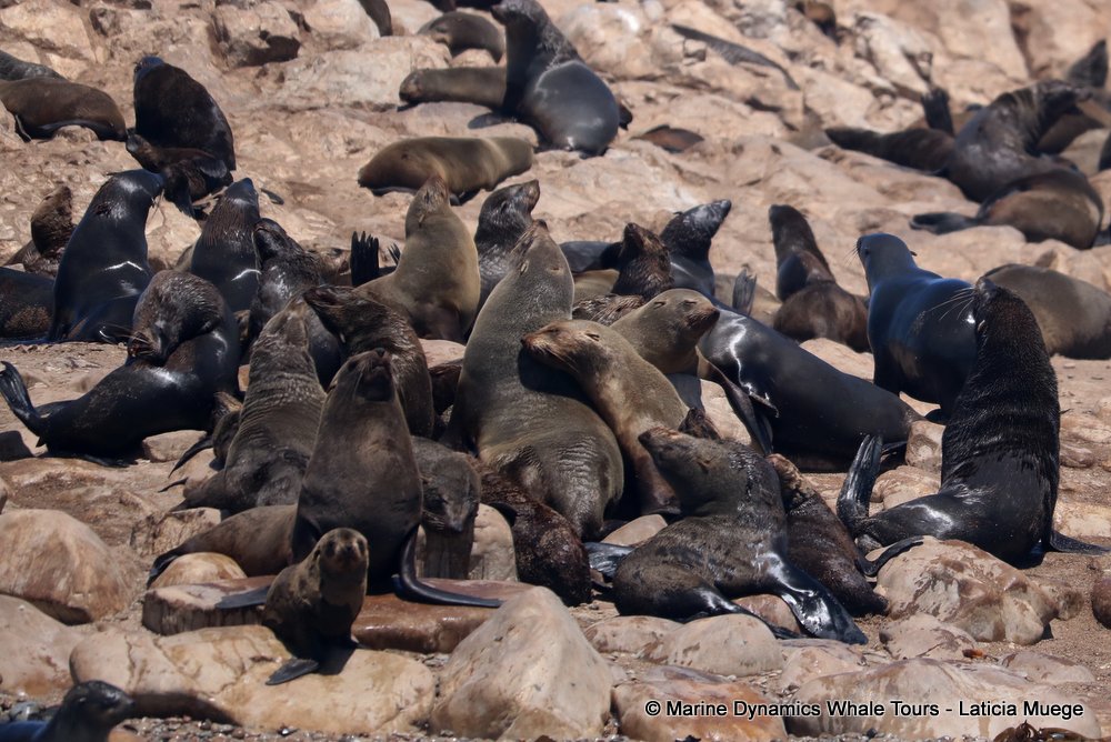 cape fur seal, whale watching, gansbaai, south africa