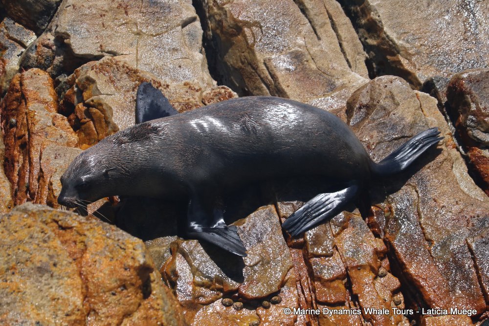 cape fur seal, whale watching, gansbaai, south africa