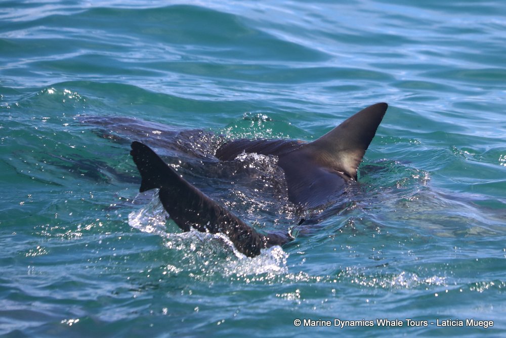 bronze whaler shark, whale watching, gansbaai, south africa,