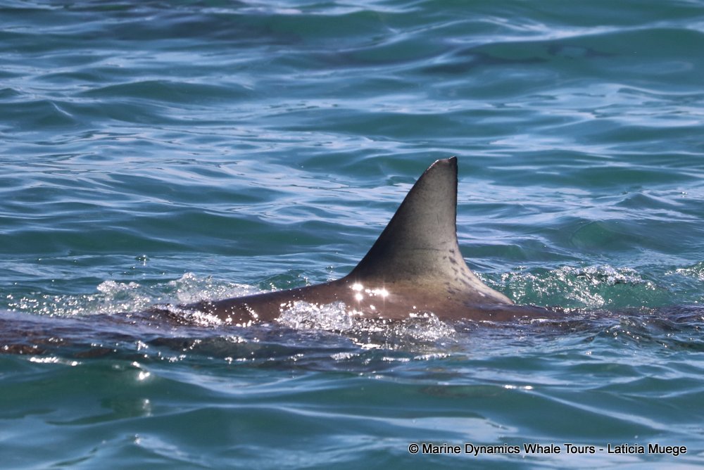 bronze whaler shark, whale watching, gansbaai, south africa,