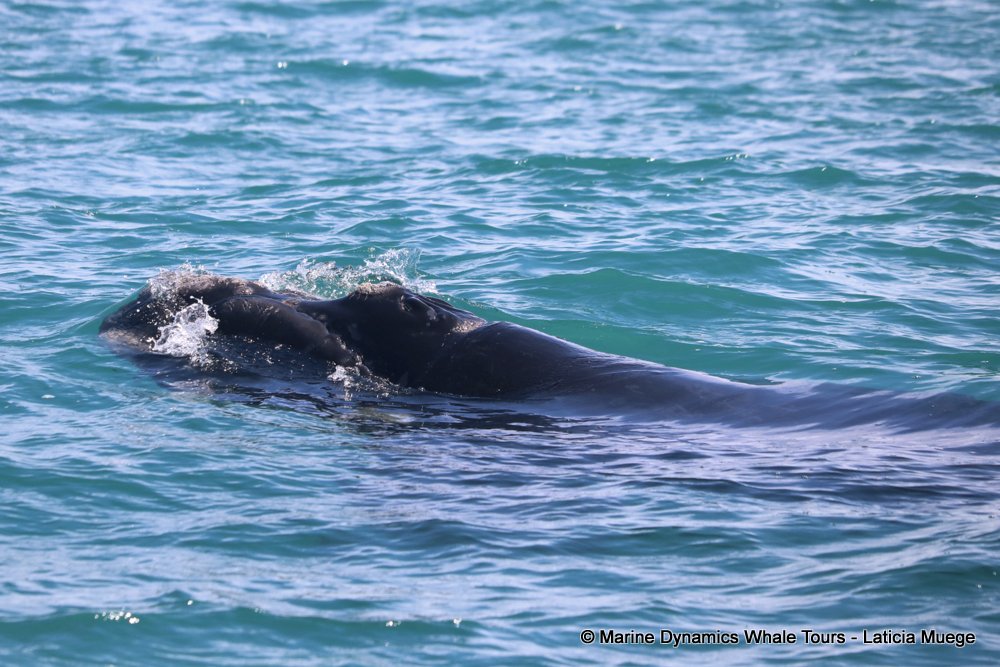 Southern right whale, whale watching, gansbaai, south africa,