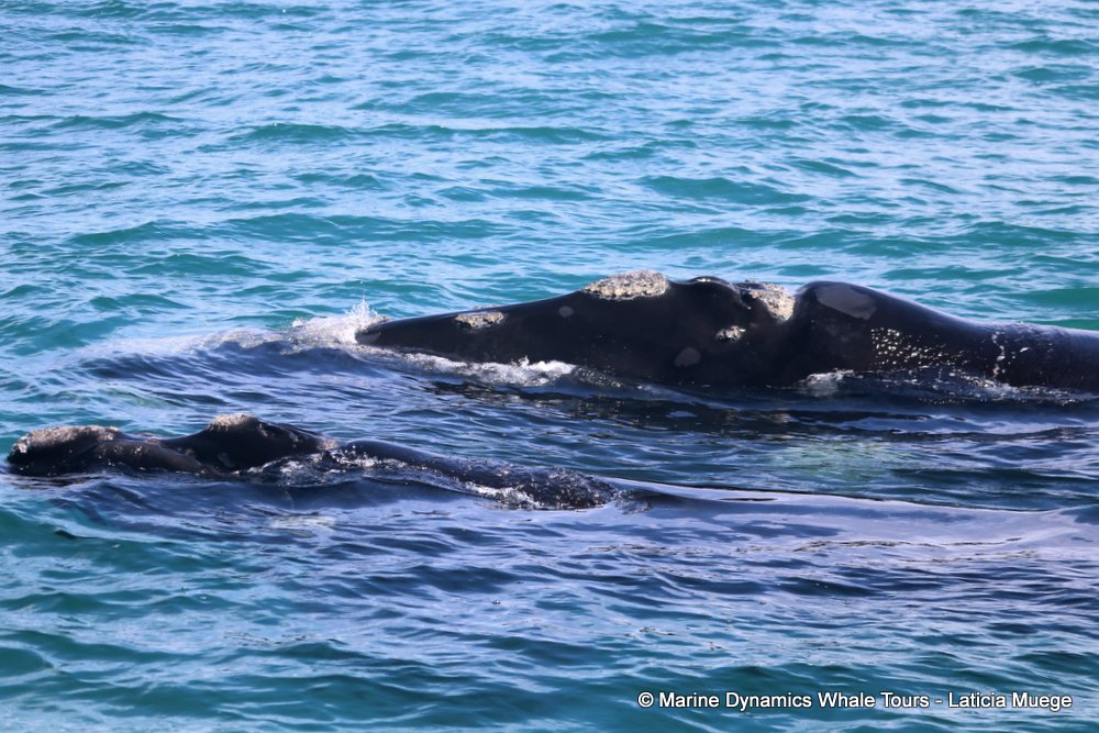 Southern right whale, whale watching, gansbaai, south africa,