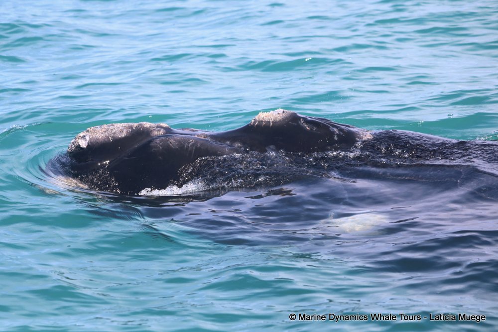 Southern right whale, whale watching, gansbaai, south africa,