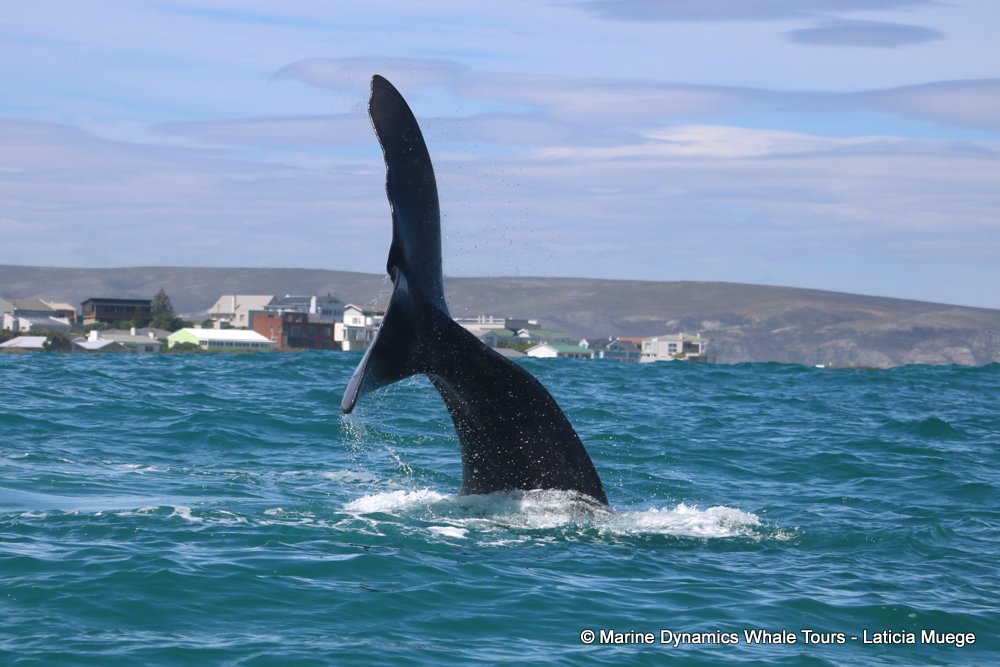 Southern right whale, whale watching, gansbaai, south africa,