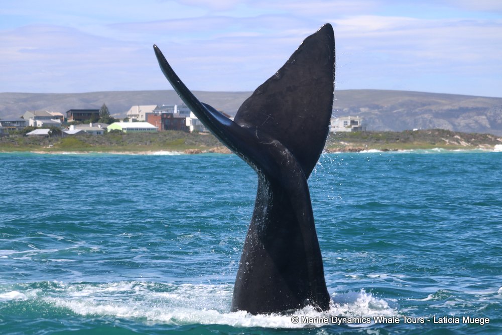Southern right whale, whale watching, gansbaai, south africa,