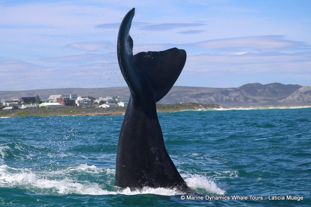 Southern right whale, whale watching, gansbaai, south africa,