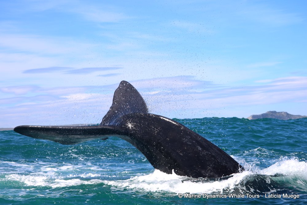 Southern right whale, whale watching, gansbaai, south africa,