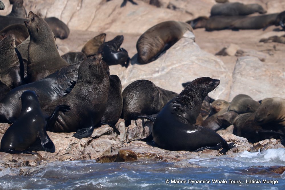 cape fur seal, whale watching, gansbaai, south africa