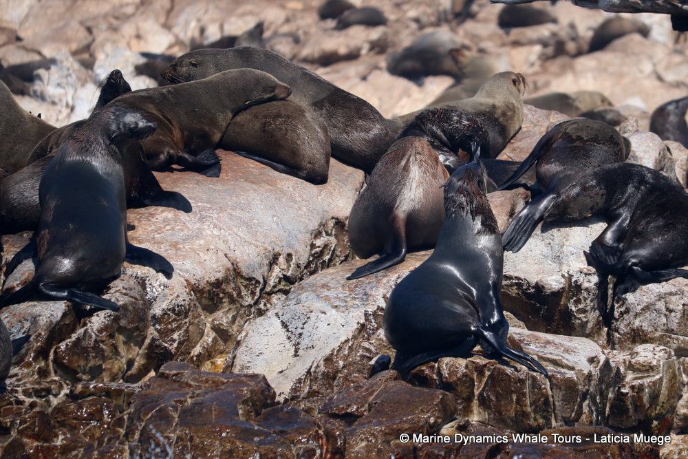 cape fur seal, whale watching, gansbaai, south africa