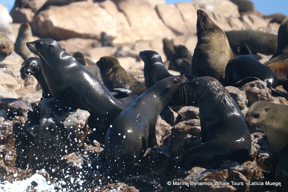 cape fur seal, whale watching, gansbaai, south africa