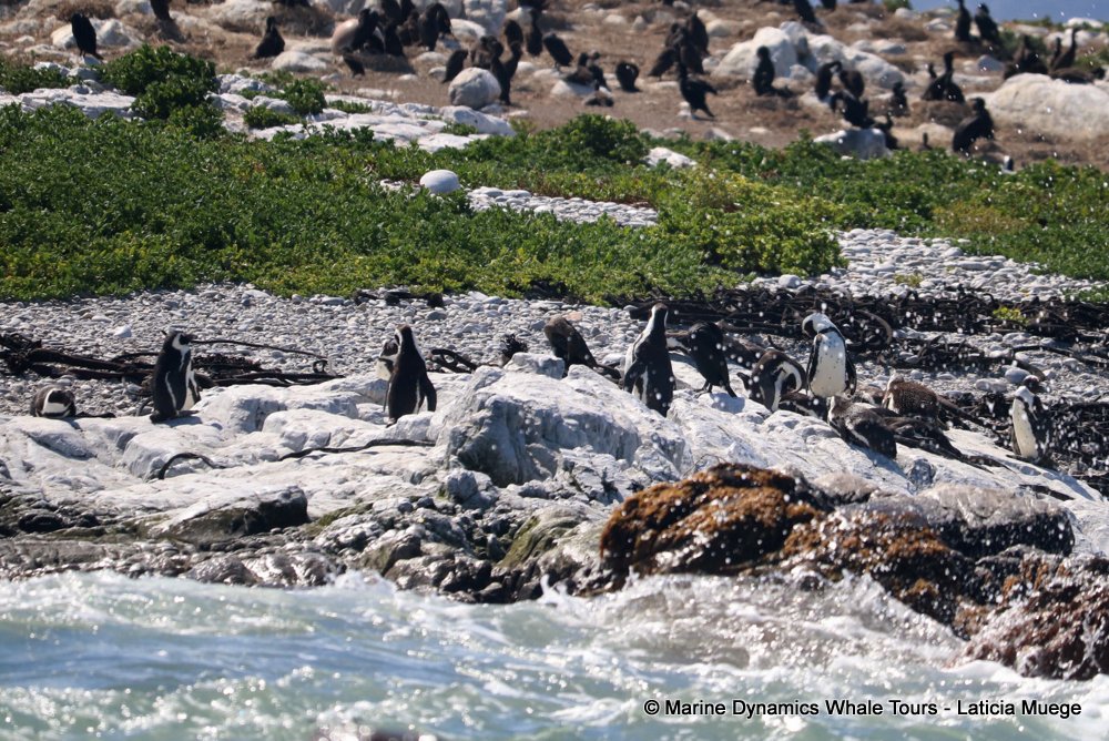 cape fur seal, whale watching, gansbaai, south africa