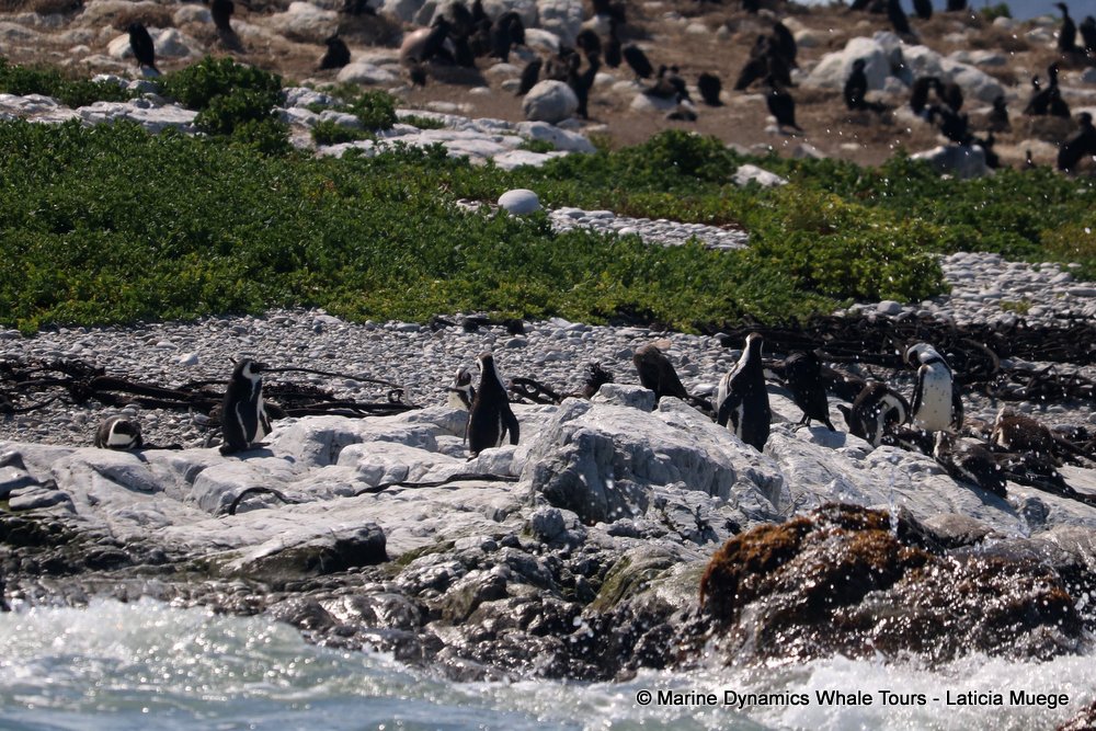 cape fur seal, whale watching, gansbaai, south africa