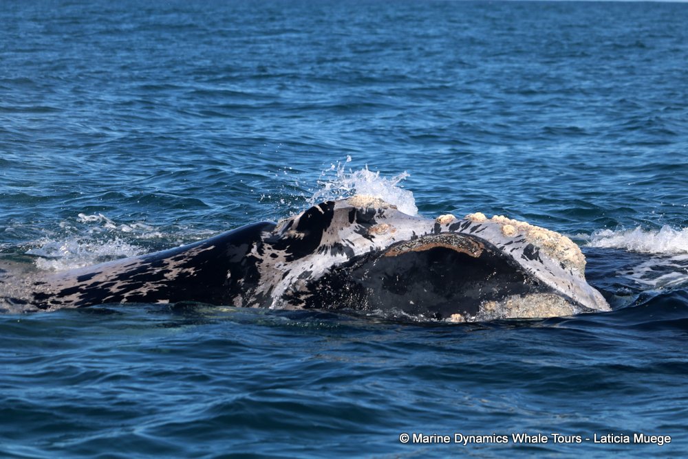 Southern right whale, whale watching, gansbaai, south africa,