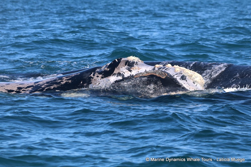 Southern right whale, whale watching, gansbaai, south africa,