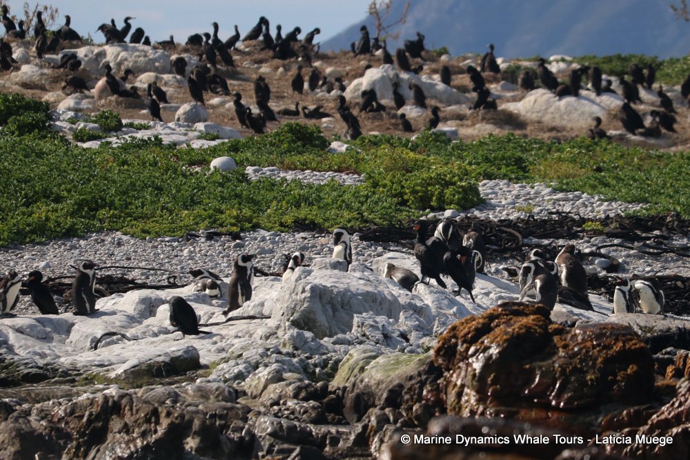 african penguin, whale watching, gansbaai, south africa