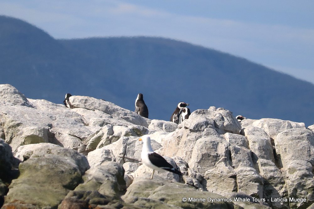african penguin, whale watching, gansbaai, south africa