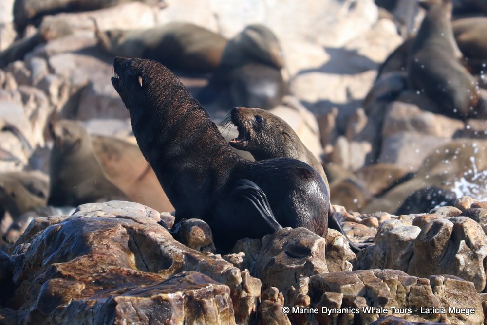 cape fur seal, whale watching, gansbaai, south africa