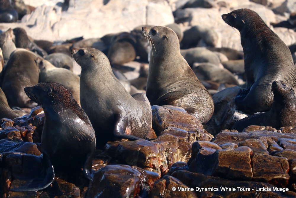 cape fur seal, whale watching, gansbaai, south africa