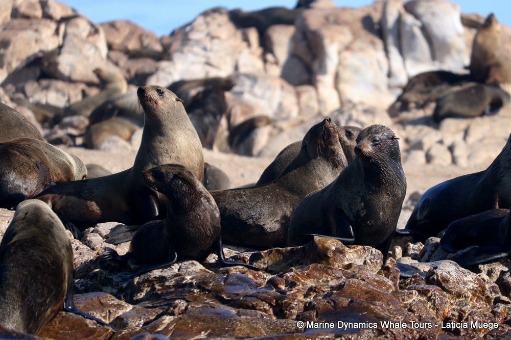 cape fur seal, whale watching, gansbaai, south africa
