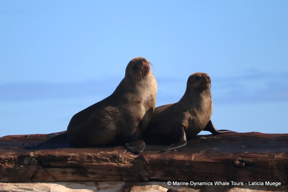 cape fur seal, whale watching, gansbaai, south africa
