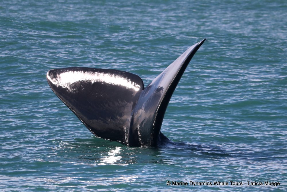 Southern right whale, whale watching, gansbaai, south africa,