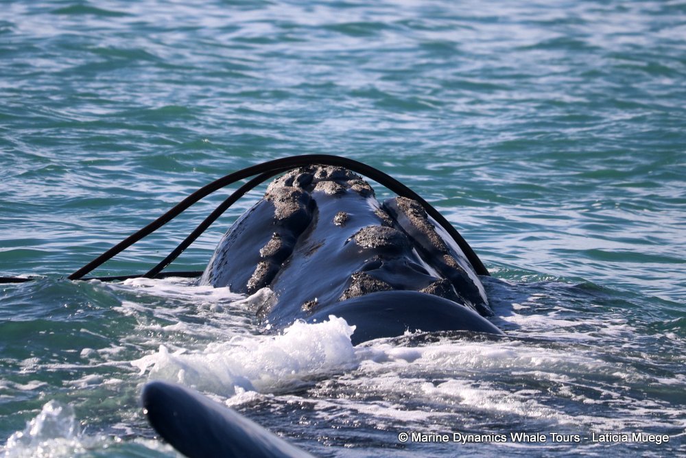 Southern right whale, whale watching, gansbaai, south africa,