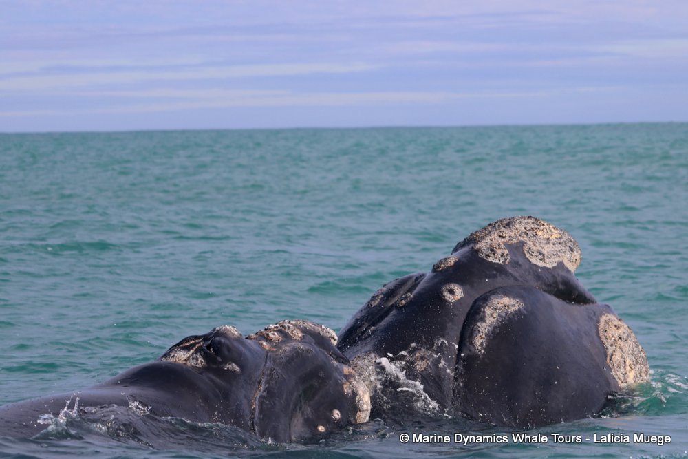 Southern right whale, whale watching, gansbaai, south africa,