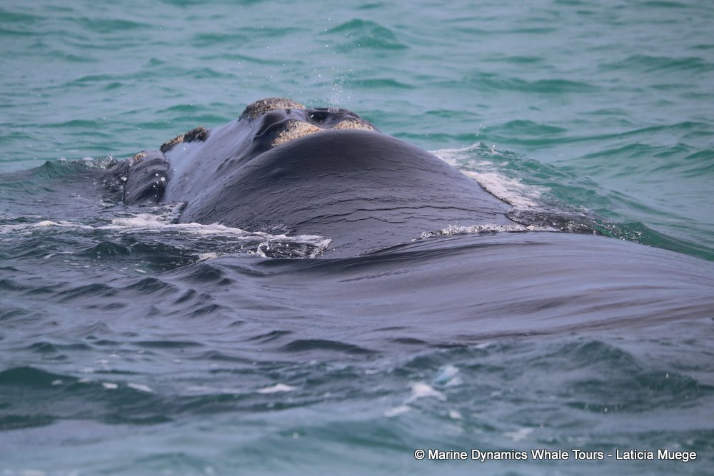Southern right whale, whale watching, gansbaai, south africa,