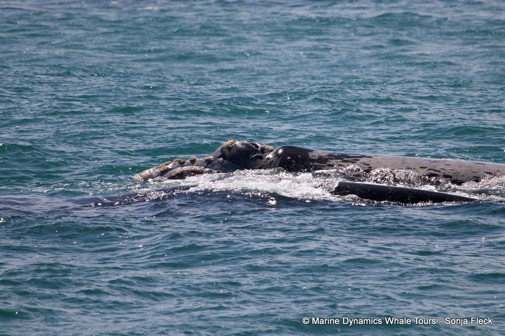 Southern right whale, whale watching, gansbaai, south africa,
