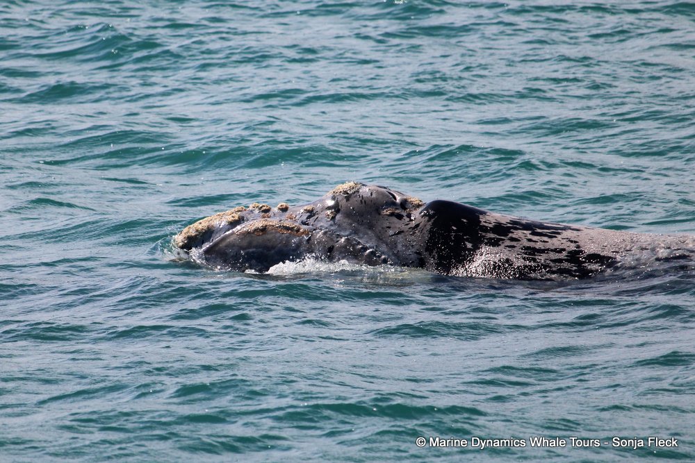 Southern right whale, whale watching, gansbaai, south africa,