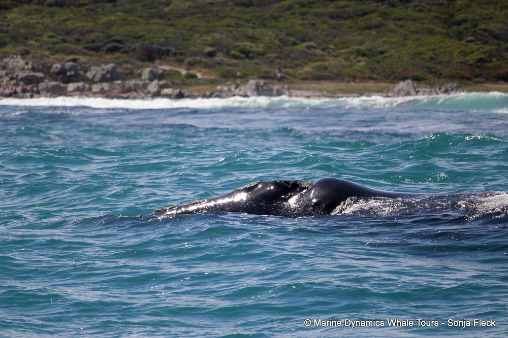 Southern right whale, whale watching, gansbaai, south africa,