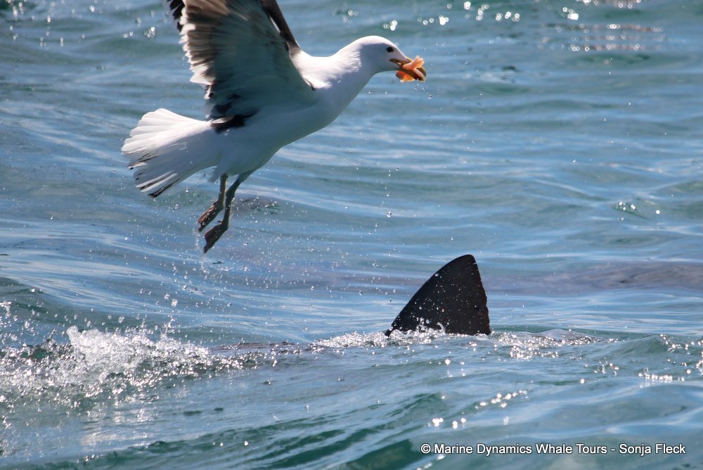 bronze whaler shark, whale watching, gansbaai, south africa,