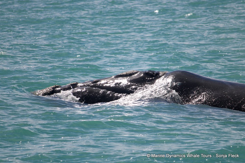 Southern right whale, whale watching, gansbaai, south africa,