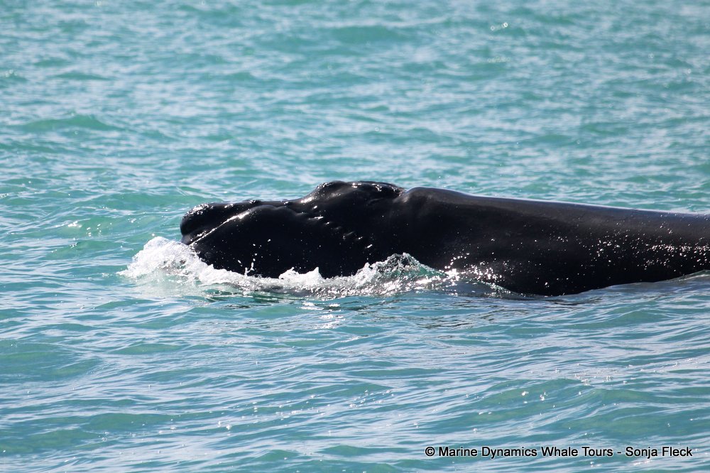 Southern right whale, whale watching, gansbaai, south africa,