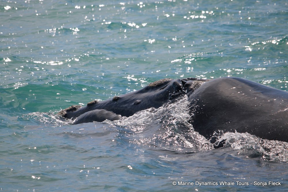 Southern right whale, whale watching, gansbaai, south africa,