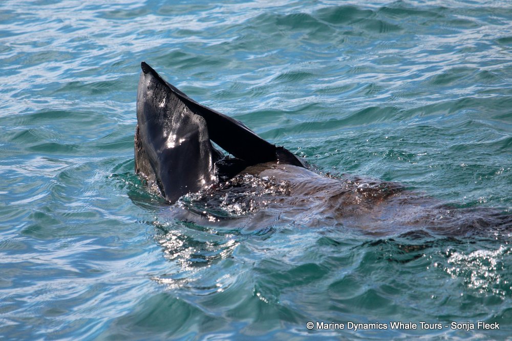 cape fur seal, whale watching, gansbaai, south africa