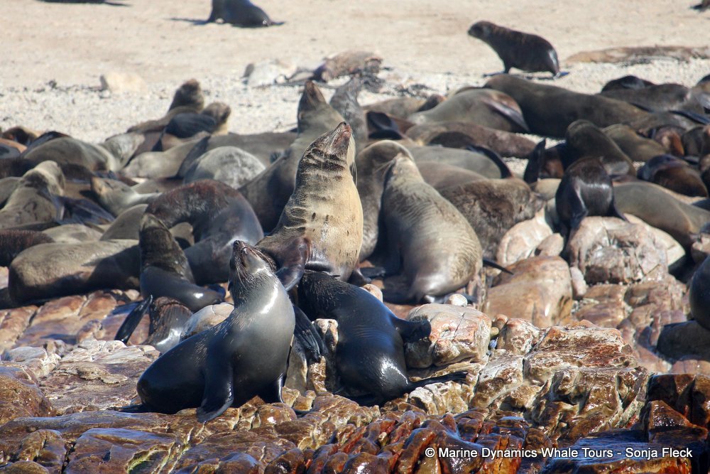 cape fur seal, whale watching, gansbaai, south africa