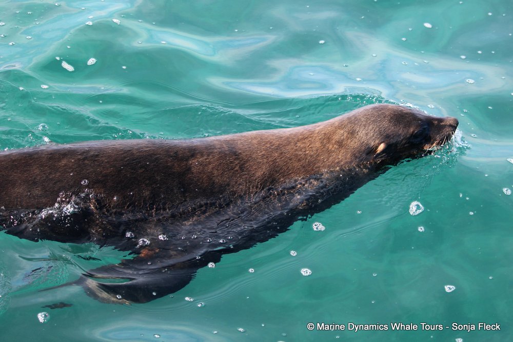 cape fur seal, whale watching, gansbaai, south africa