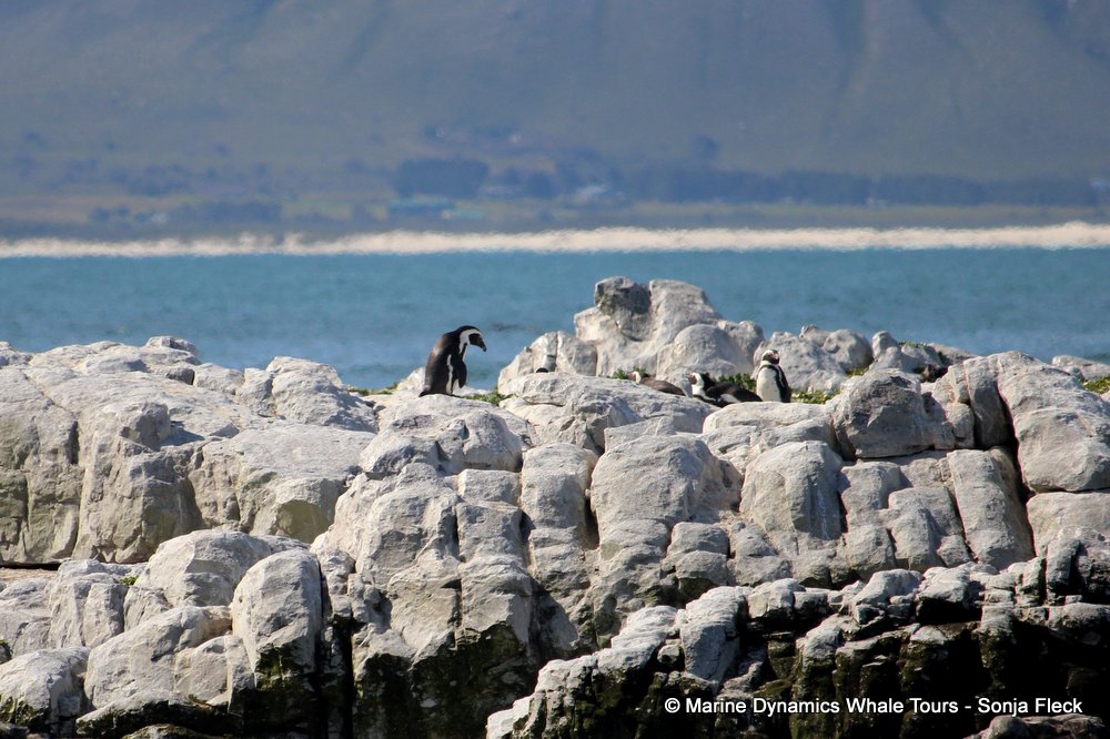 african penguin, whale watching, gansbaai, south africa