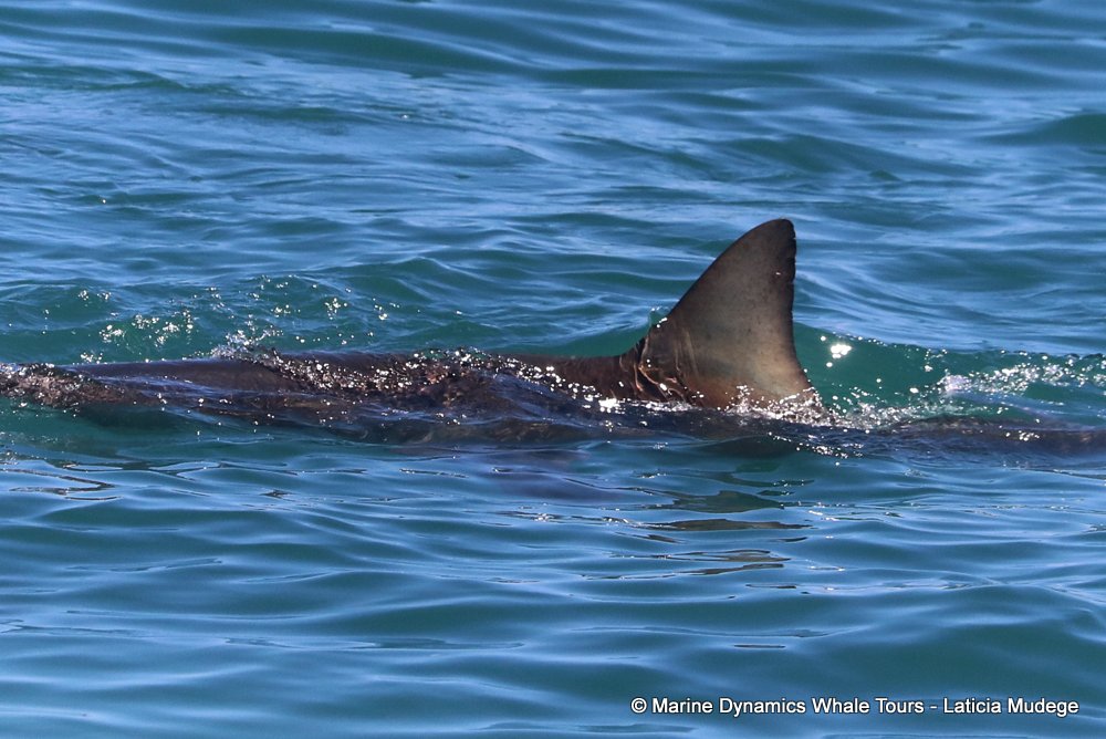 bronze whaler shark, whale watching, gansbaai, south africa,
