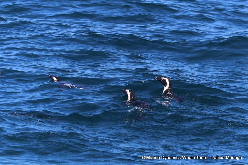 african penguin, whale watching, gansbaai, south africa